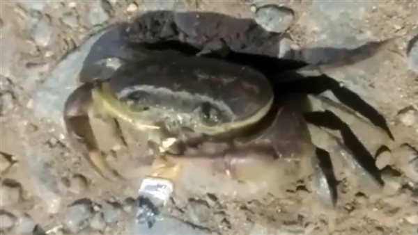 كراب - أحد أنواع