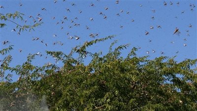 الذعر يسيطر على الأهالي بالإسكندرية بعد الهجوم المفاجئ للحشرات على المنازل | بث مباشر