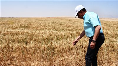 محافظ أسوان يعطي إشارة البدء لموسم حصاد القمح بإحدى مزارع وادي الصعايدة بإدفو