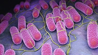  بعد إصابة الأطفال به لتناولهم شيكولاتة كيندر.. ما هو مرض السالمونيلا؟