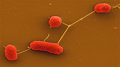 بسبب تفشي عدوى الليستيريا.. سحب 111 صندوق سمك سلمون مدخن من الأسواق بأمريكا 