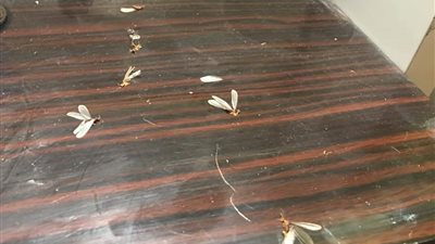 بعد نشر «القاهرة 24» استغاثات الأهالي.. إجراءات عاجلة للتصدى للنمل الأبيض بالإسكندرية