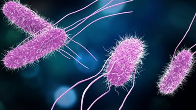 بعد إصابة عدد كبير من الحالات في أمريكا.. أعراض عدوى السالمونيلا 