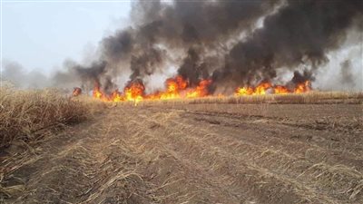 اشتعال النيران في 10 أفدنة لمحصول قصب السكر بسبب ارتفاع درجات الحرارة بالأقصر