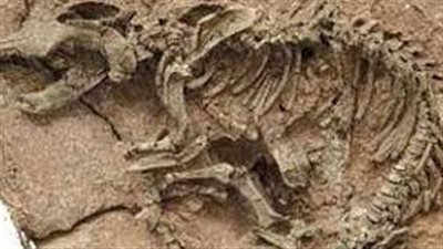 علماء يكتشفون أول بقايا متحجرة لديناصور قتل بسبب ضربة كويكب منذ 66 مليون عام