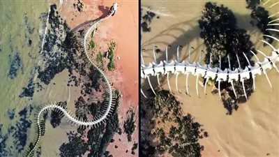 علماء يكتشفون هيكلا عظمي لثعبان كبير ينتمي إلى فصيلة منقرضة من خلال خرائط جوجل