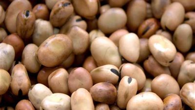 تراجع بقيمة 200 جنيه في سعر طن الفول المحلي 