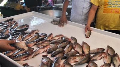 9 جنيهات تراجعًا في سعر كيلو السمك البلطي بالأسواق اليوم
