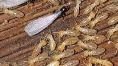 النمل الأبيض يؤرق الإسكندرانية.. وكلية الزراعة تصف روشتة العلاج