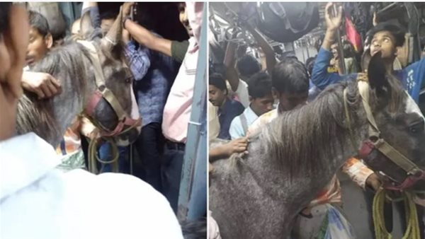 حصان وسط ركاب القطار