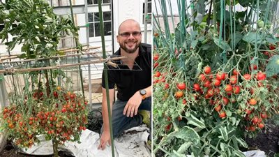 بريطاني يحصد أكبر عدد من الطماطم في جذع واحد محطمًا رقمًا قياسيًا