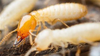 النمل الأبيض يُثير الهلع والخوف بين سكان الإسكندرية بعد ظهوره بعدد من المناطق | بث مباشر 