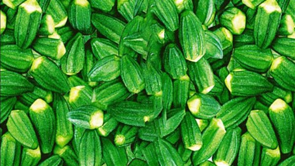 بامية- أرشيفية