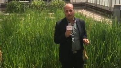 متفوقًا على 25 دولة.. عالم مصري يحصد ذهبية جائزة جنيف للابتكارات لاستنباط صنف جديد من الأرز |بث مباشر 