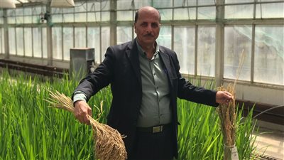 عالم مصري يتحدث علي صنف أرز جديد يوفر المياة ويحصل علي الميدالية الذهبية بمعرض جنيف للاختراعات