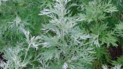 تعرف على فوائد نبات الدمسيسة في علاج السرطان والملاريا