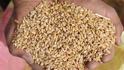 بعد رفع رسوم الصادرات الروسية.. 200 جنيه ارتفاعا في سعر طن القمح المستورد