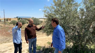 إعادة زراعة 12 فدانا بمزرعة الشباب والرياضة بشمال سيناء بعد تدميرها على يد الإرهاب 