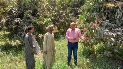 الزراعة تنشر أهم التوصيات لمزارعي المانجو