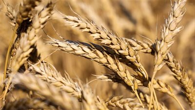 التموين توضح حقيقة شراء القمح خارج المناقصات الرسمية.. و200 جنيه ارتفاعا في سعر الطن المستورد | بث مباشر