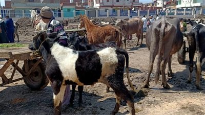 تحصين 210 ألف رأس ماشية ضد الوادي المتصدع والحمى القلاعية بكفر الشيخ