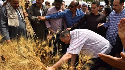 محافظ أسيوط يحصد القمح بقرية عرب العوامر | صورة
