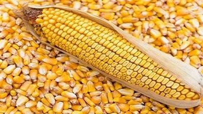 200 جنيه تراجعًا في أسعار الذرة الصفراء الأوكرانية والأرجنتينية بالأسواق