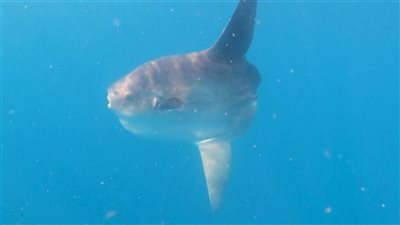 بعد ظهورها بالبحر الأحمر.. تعرف على سمكة الشمس أثقل أنواع الأسماك بالعالم | فيديو وصور