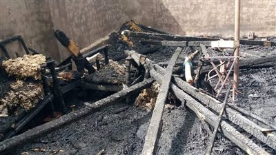 نفوق 500 فرخة في حريق 3 حظائر للدواجن بالمنوفية | فيديو