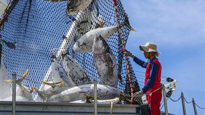 منها أسماك القرش.. الحبس وغرامة تصل لـ50 ألف جنيه عقوبة صيد أسماك محظورة 