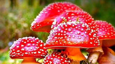 دراسة: السيلوسبين مادة فعالة لعلاج الاكتئاب