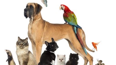 دراسة| الحيوانات الأليفة تسبب مرض الإشريكية القولونية لأصحابها