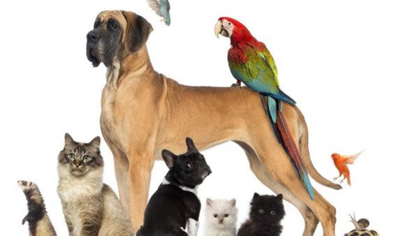 الحيوانات الأليفة