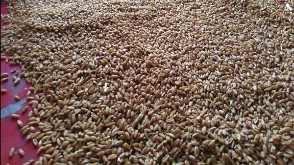 قمح-ارشيفية 