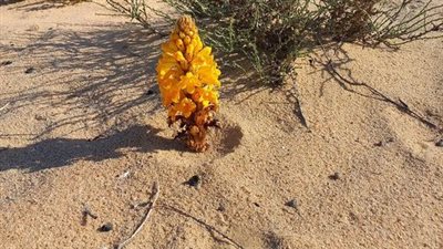 طفيليات تتغذى على غيرها.. ما هو نبات الهالوك الموجود بـ محمية الزرانيق