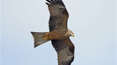 رصد 40 ألف طائرًا.. الحدأة السوداء ثالث أكثر الأنواع المهاجرة عبر مصر