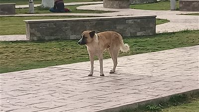 انتشار الكلاب الضالة بكورنيش النيل بالمنيا