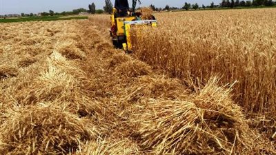 الزراعة: نتوقع استقبال 35 ألف طن قمح من مزارعي بورسعيد