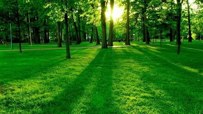 دراسة: العيش في المناطق الخضراء يقلل من خطر الإصابة بالسكتات الدماغية