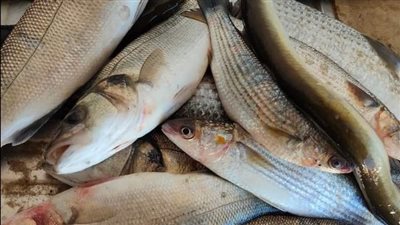 ارتفاع غير مسبوق في أسعار سمك البوري بشمال سيناء.. والكيلو يسجل 110 جنيهات | صور