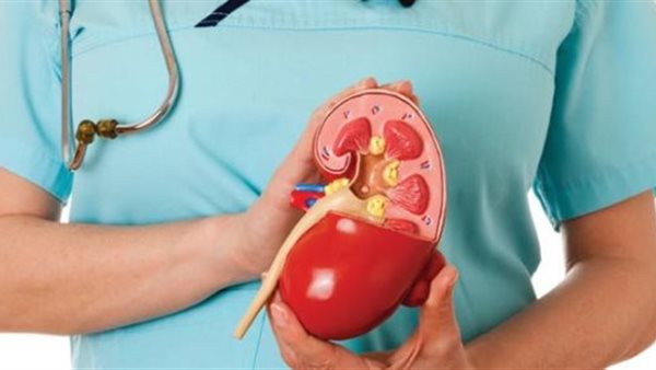 الكلى -تعبيرية