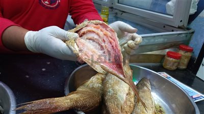  قبل شم النسيم.. تعرف على طريقة التفرقة بين أنواع الرنجة وكشف الأسماك المملحة الفاسدة|فديو