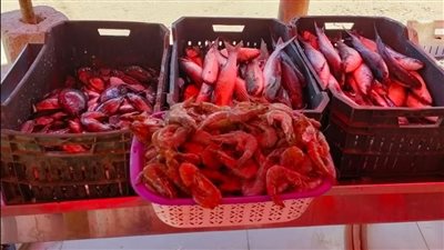 تحرير 14 محضرًا تموينيًا في حملة على المحال التجارية والفسيخ بكفر الشيخ