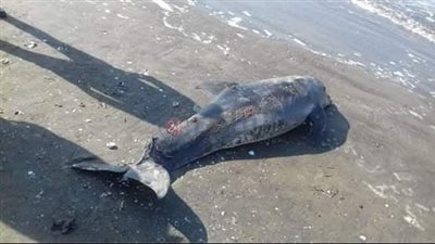 العثور على دولفين ذو أنف زجاجية نافق بأحد شواطئ الغردقة