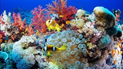 البيئة: الأكياس البلاستيكية تضر الكائنات البحرية وتتسبب في انقراض الشعب المرجانية