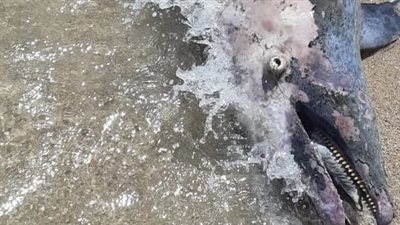 مدير معهد علوم البحار بالغردقة: نفوق طبيعي للدولفين ذو الأنف الزجاجي| صور