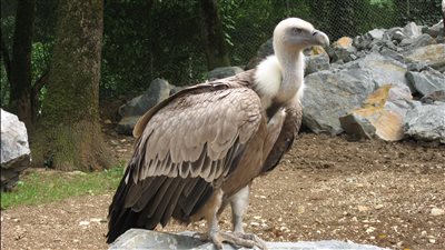 رؤيته أمرًا نادرًا.. محطة جبل الجلالة ترصد ثلاثة طيور من نسر جريفون