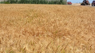 الزراعة: استخدام أحدث الآلات الزراعية والمعدات في حصاد محصول القمح بـ توشكى