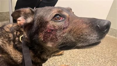 الشرطة الأمريكية تعتقل رجلا عَضَّ كلب حراسة حاول منعه من السرقة 