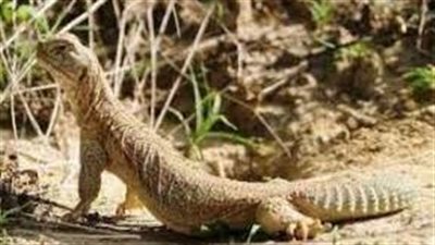 يحدث في الهند.. 4 شباب يغتصبون سحلية مهددة بالانقراض | فيديو